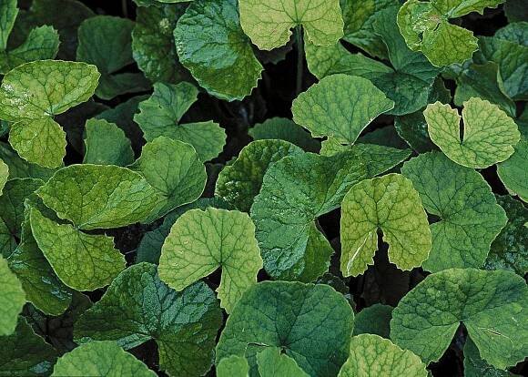 RESCUER GEAR - Centella Asiatica Extract