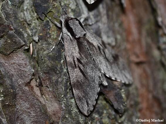 Sphinx pinastri - lišaj borový | Sphingidae - lišajovití | Natura Bohemica