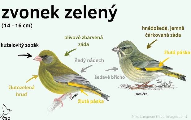 Pták roku: Kdopak by si zvonka spletl?