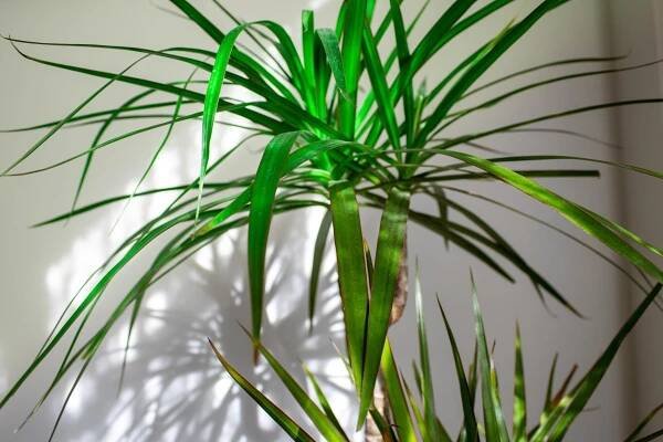 dracena marginata