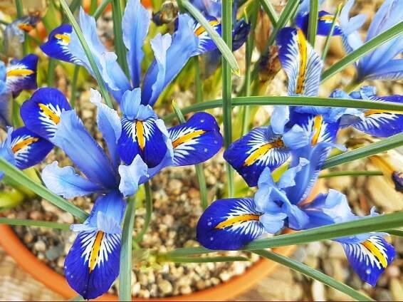 How To Grow Reticulated Iris (Iris reticulata) In Your Garden