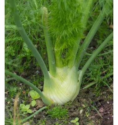 Fenykl hlíznatý De Florencia - Foeniculum vulgare - prodej semen - 150 ks