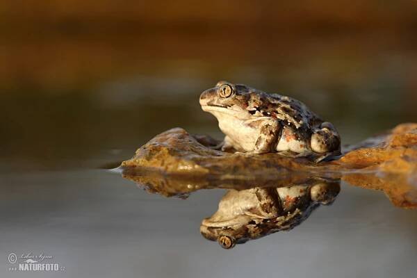 Blatnice skvrnitá | Naturfoto.cz