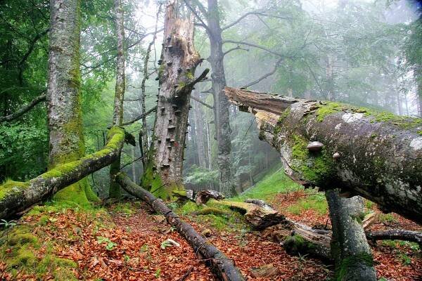 Buchenurwald mit Totholz