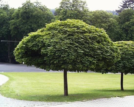 Acer platanoides 'Globosum' | javor mléč 'Globosum' - Van den Berk školky
