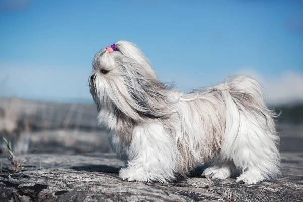 Charakteristika plemene Shih Tzu pro a proti: popis plemene psa s fotografiemi, typy střihů, cena, povaha, výživa