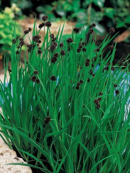 OBI Sítina rozkladitá spirálová, průměr květináče cca 9 cm nakoupit u OBI