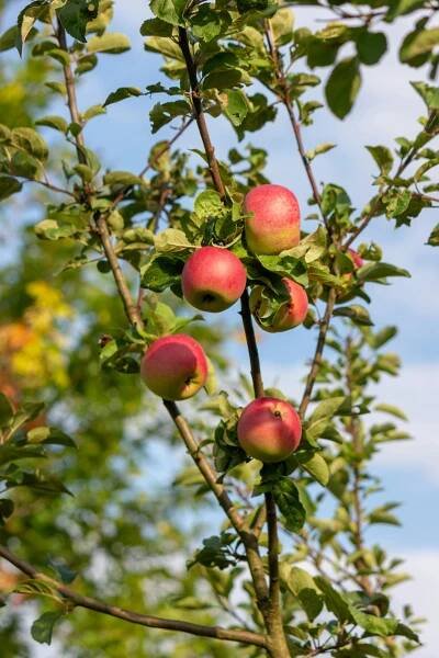 Základová fotografie na téma apple, botanický, čerstvý, červená, dřeňový, ekosystém, flóra, fotosyntéza, jablečný mošt