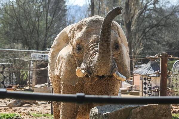 Foto: Smutná královédvorská zoo. Milionová ztráta strmě roste, jde i o přežití druhu