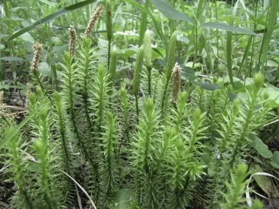 Lycopodium annotinum