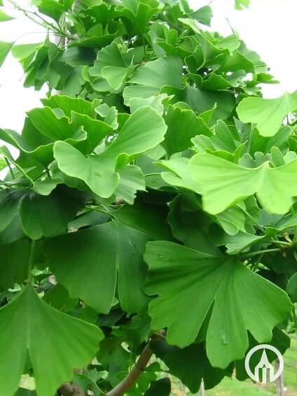 ginkgo-biloba-leaf-2.jpg