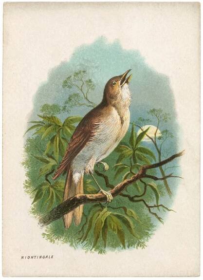 Nightingale Image