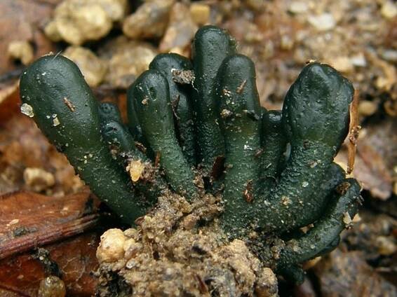 Microglossum viride