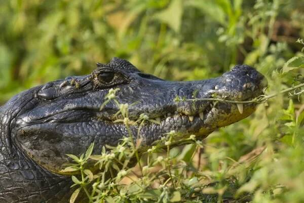 Caiman Black marsh prostředí, Pantanal, Brazílie — Stock obrázek