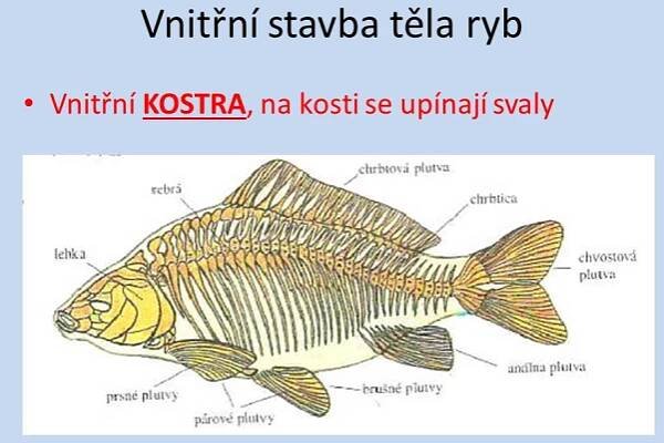 Stavba těla ryb – Materiály pro žáky ZŠ