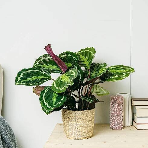 Calathea Medallion - Svěží zeleň picture 2