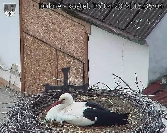 O hnízdo v Dubném je zájem. Letos ho vyzkoušely už tři čapí páry