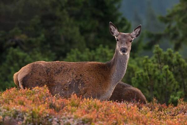 Sudokopytníci jelenovití | Štěpán Mikulka | Wildlife fotograf