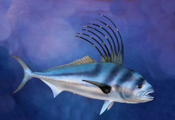 Fish - Mike Walsh Taxidermy