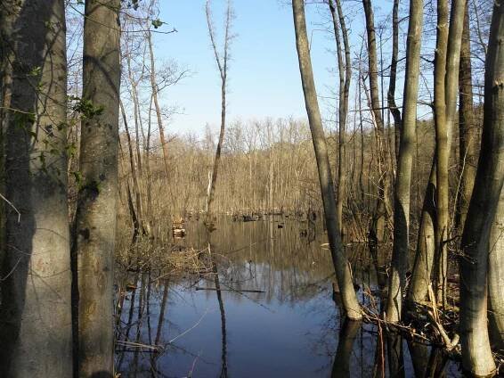 Lužní les - Mokrá-Horákov - Bažina, mokřady