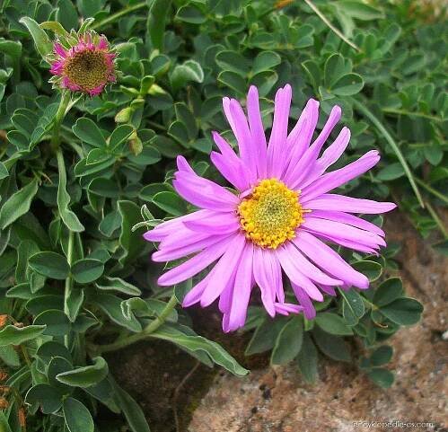 Turan - Erigeron vichrensis
