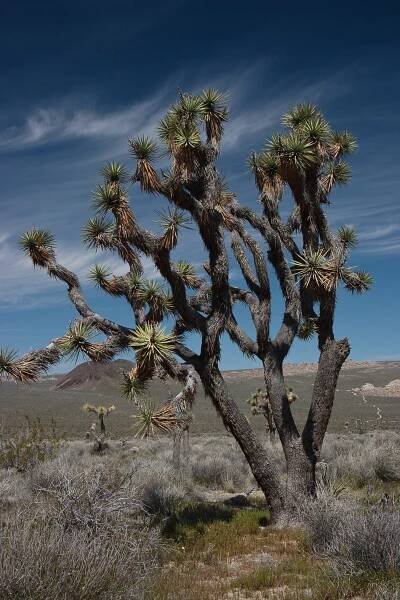 Joshua Tree National Park – Travel guide at Wikivoyage