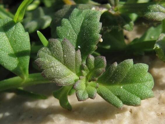 Phyla nodiflora