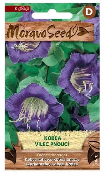MoravoSeed Kobea - Vilec pnoucí, fialová