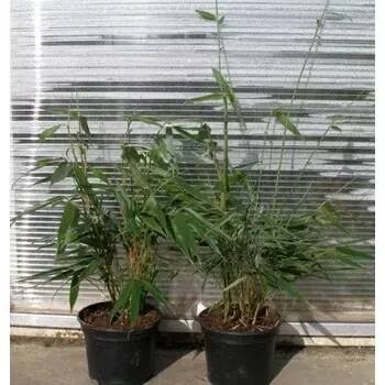 Fargesia robusta "Pingwu" 50cm
