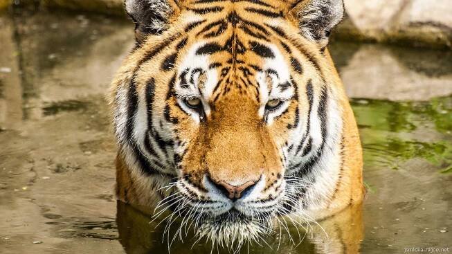 Zoo Hluboká nad Vltavou – Otevírací doba, akce, ceník