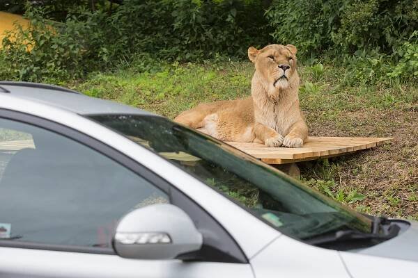 ZOO Dvůr Králové otevřela jediné lví safari ve střední Evropě, Královédvorsko