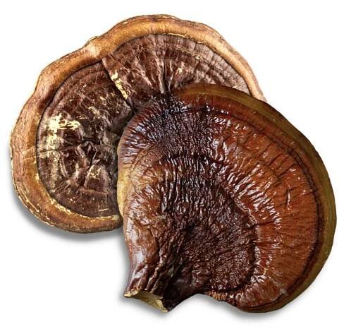 Reishi Mushrooms