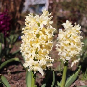 Hyacint Gipsy Queen – Hyacinthus L. – hyacinty – cibule – pěstování