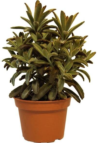 Tlustice vejčitá mix z Tenerife průměr květináče cca 15 cm Crassula