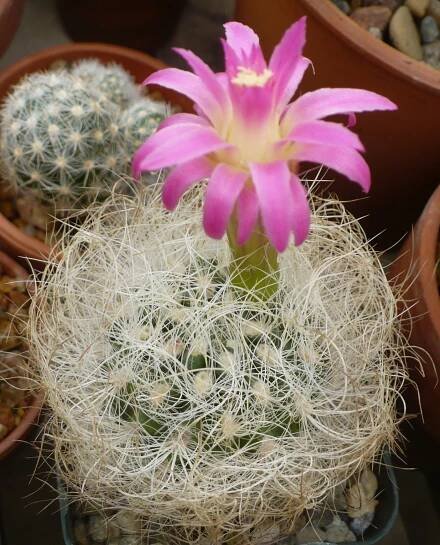Neoporteria
