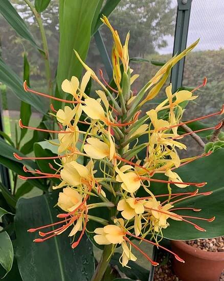 Hedychium Gardnerianum instagram @anneguygardendesigns