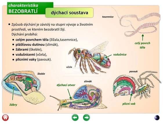 Bezobratlí, 1. díl