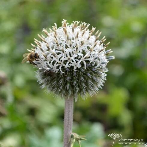 Echinops sphaerocephalus Arctic Glow
