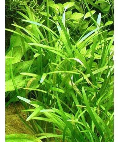 Sagittaria subulata
