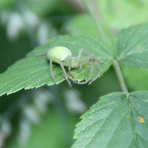 Maloočka smaragdová (Micrommata virescens)