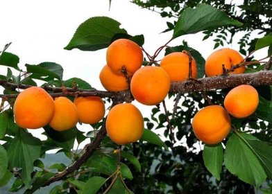 Popis odrůdy carského meruňky, vlastnosti odolnosti proti mrazu, výsadba a péče
