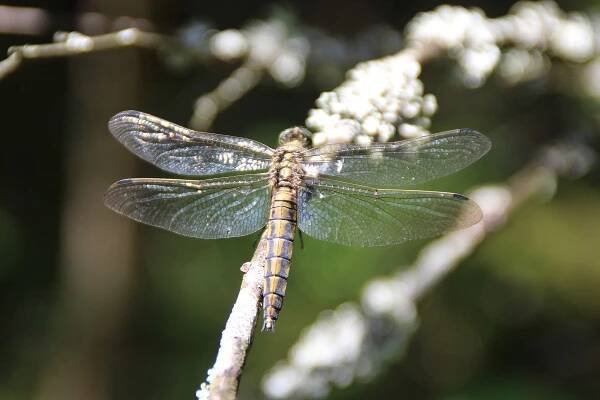 Vážka černořitná (Orthetrum cancellatum)