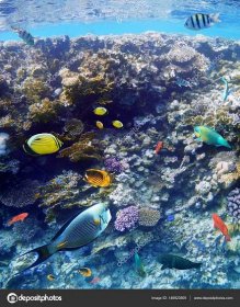 Barevné korálové ryby Rudého moře. — Stock Fotografie © Valentyn_Volkov #146923509