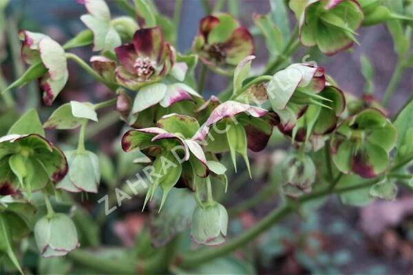Čemeřice smrdutá - Helleborus foetidus