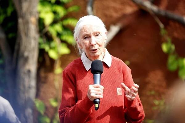 Zemřela Jane Goodallová (†91): Slavná bioložka zasvětila život šimpanzům