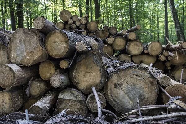 Kvůli vysoké ceně dřeva přibylo krádeží, lesy hlídají fotopasti i čipy