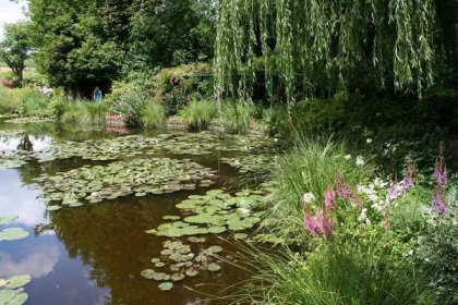 Waterlilies and willows at Monet&#39;s Gardens, Giverny.