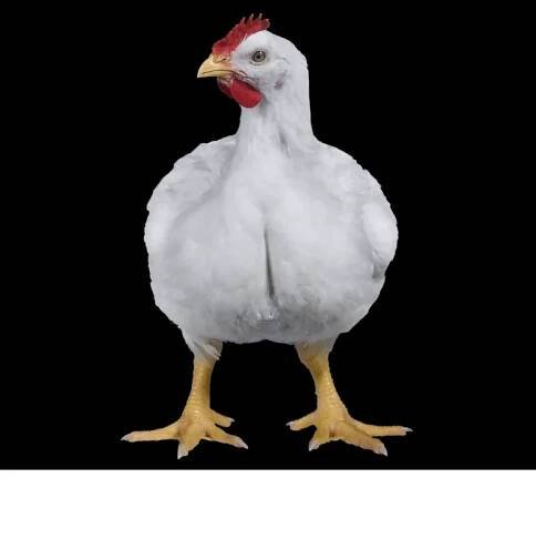 About Premium Chicks - AGRIKHUB