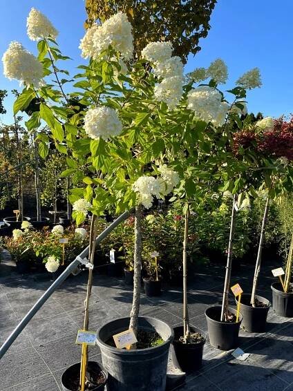 Hydrangea paniculata 'Limelight' - Image 4