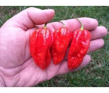 Semeno chilli-semena Naga Morich